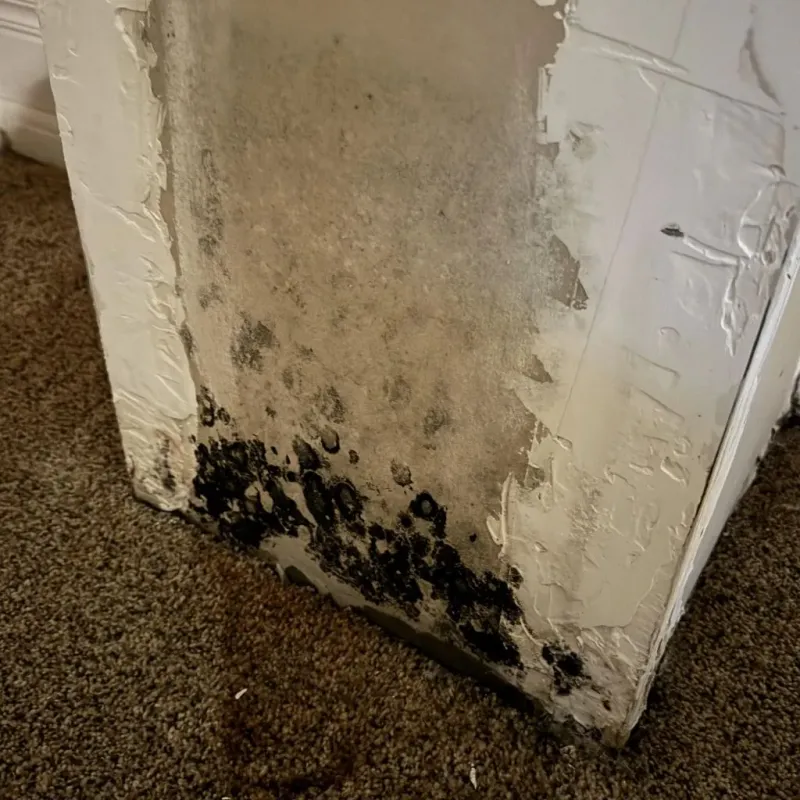 Professional Mold Removal in Rose Hill, NC